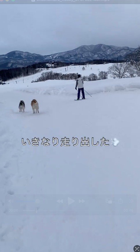 雪の積もった下り坂を走る2匹の犬