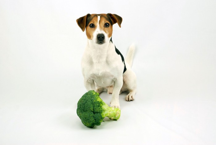 丸ごとのブロッコリーと座っている犬