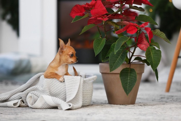 ポインセチアと犬