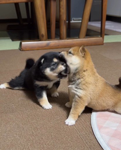 あらら!食べられちゃった