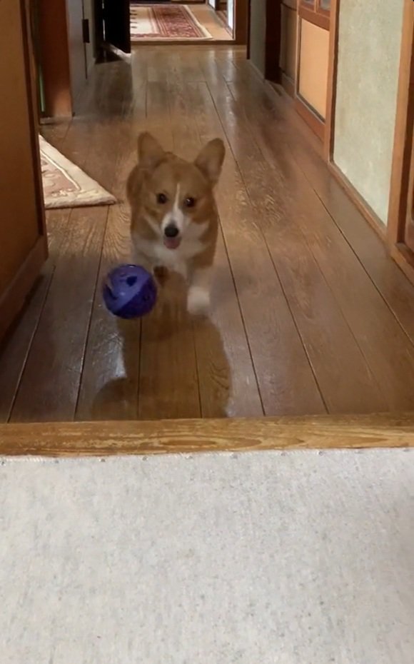 ボールを落とすロイくん