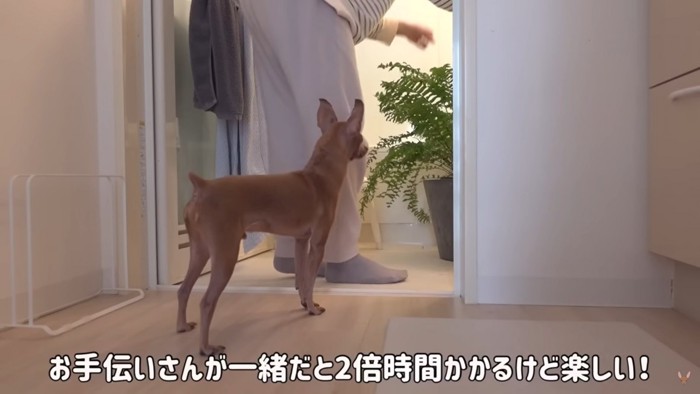 犬と植物の手入れをする女性