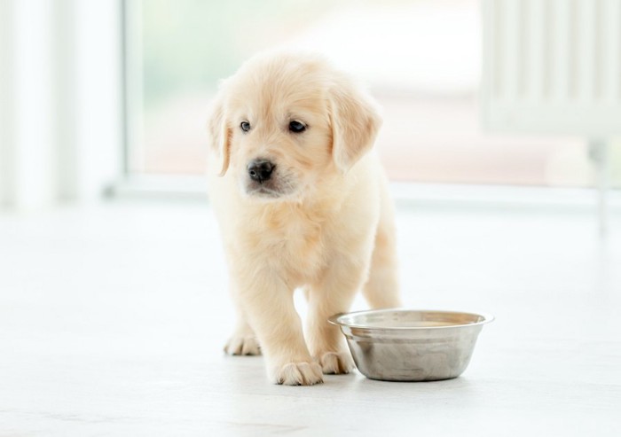 フードボウルとゴールデンレトリバーの子犬