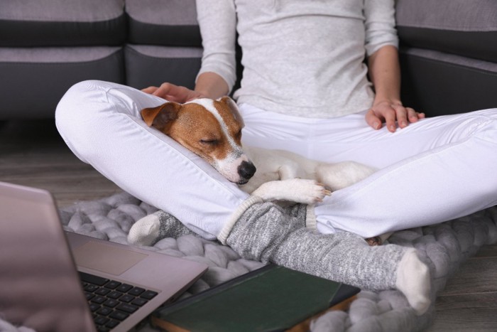 足の間で寝る犬