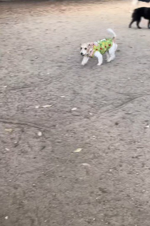 サフランちゃんの予想外の行動3