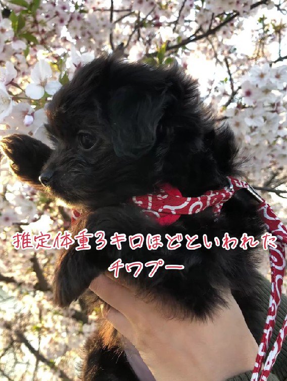 推定3キロと言われた