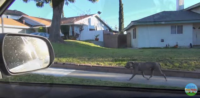 犬と並走する車