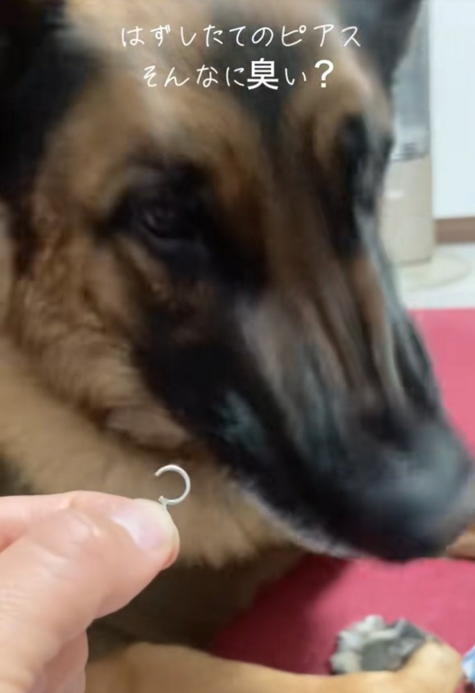 頭を横に振る犬