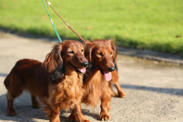 散歩する犬