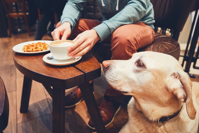 お茶をする人の傍らの犬