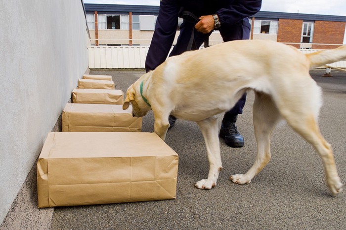 訓練中の警察犬