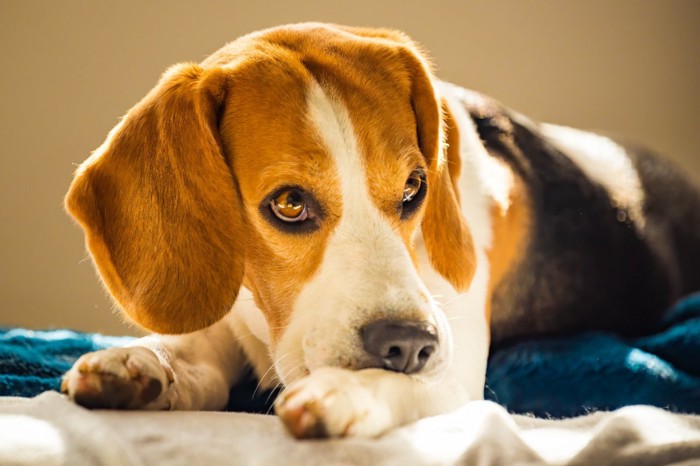 不安そうな犬