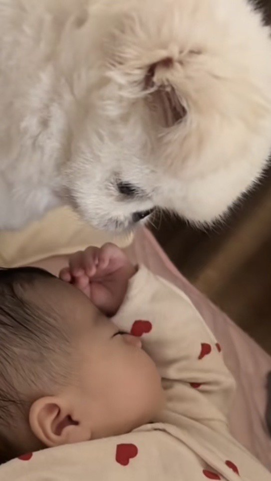 赤ちゃんを鋭い眼差しで見つめる犬アップ