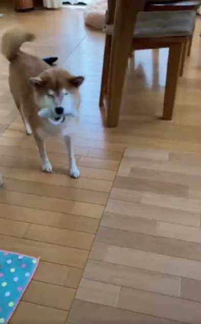 柴犬すず