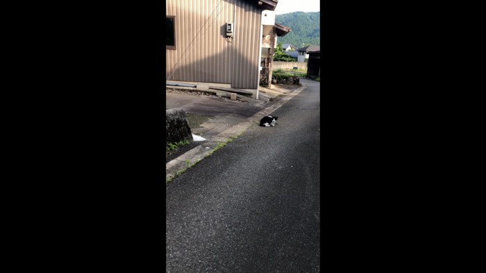 そんな陽菜ちゃんを見つめる猫ちゃん