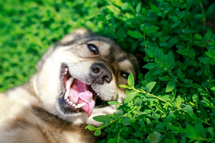 寝転ぶ犬