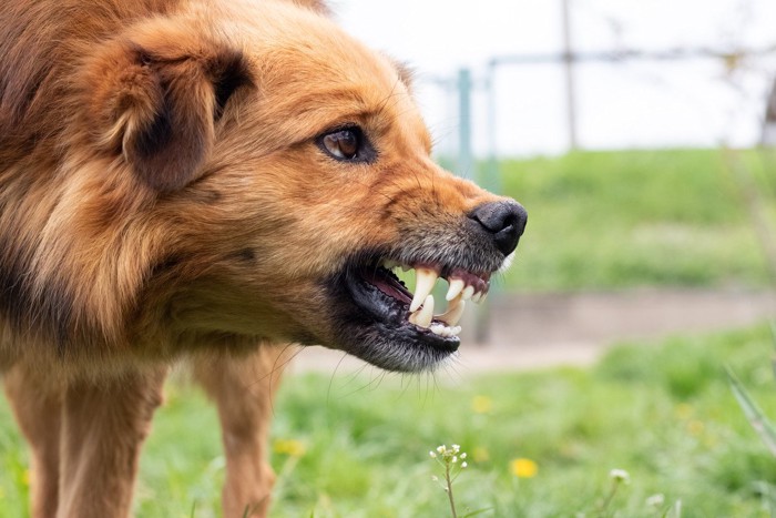 怒っている犬の横顔