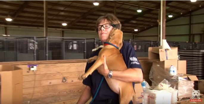 人に甘える犬