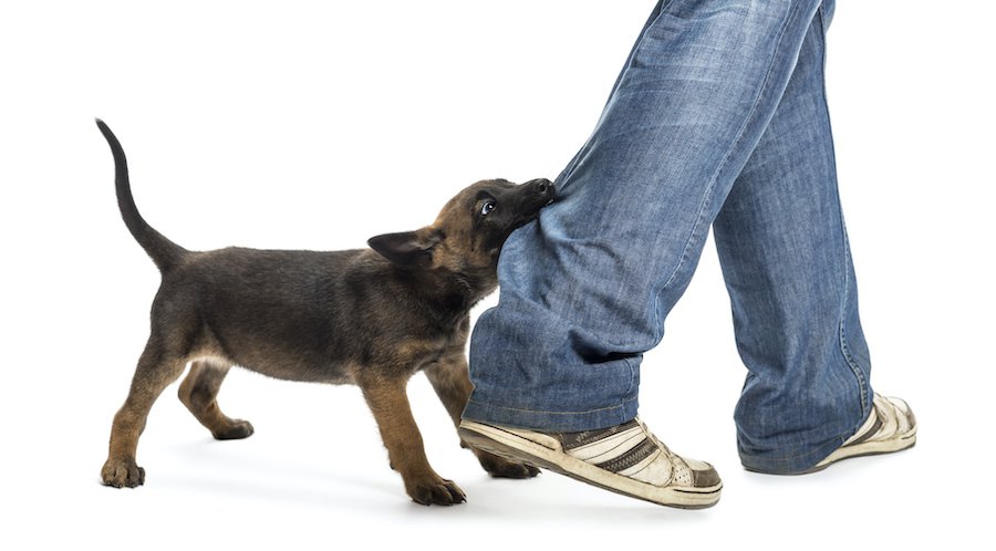 飼い主のズボンの裾に噛み付いている子犬