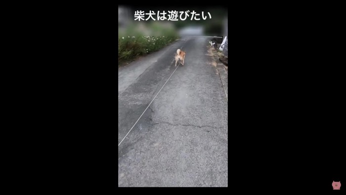 画面右上に猫ちゃんが…！