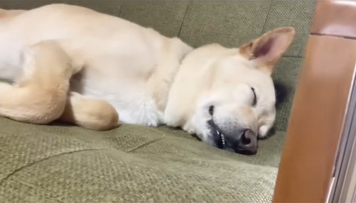 眠っている保護犬