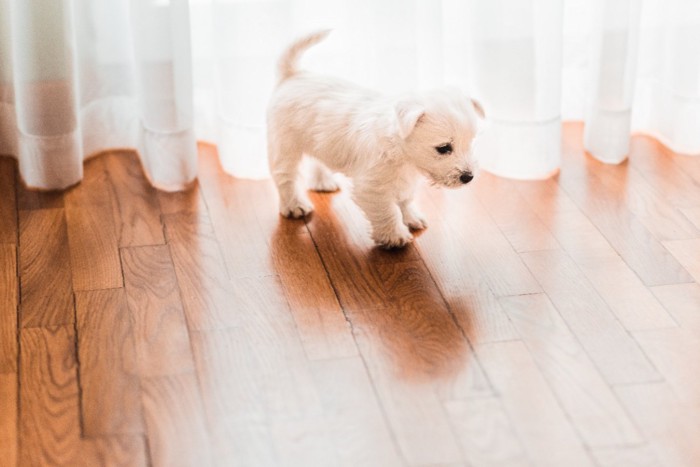 フローリングを歩く子犬