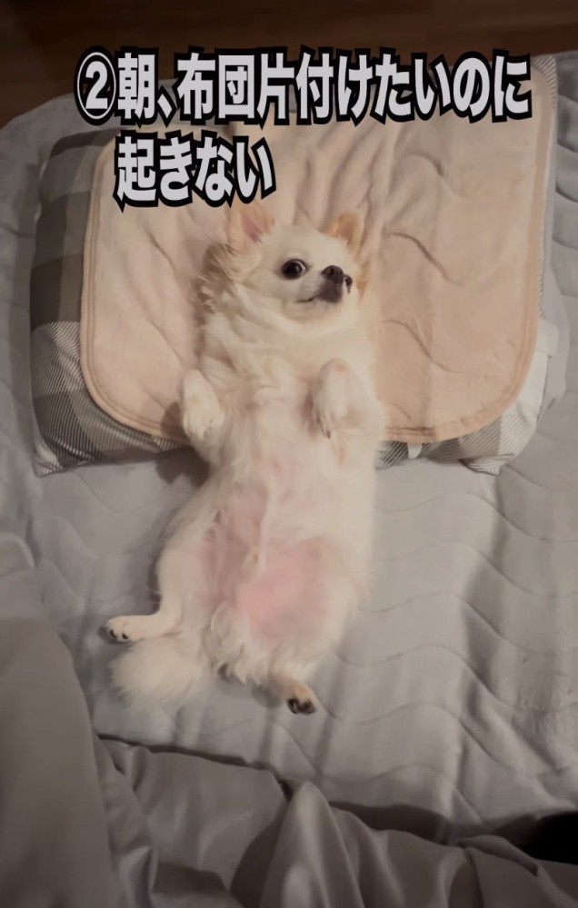 起きてくれない犬