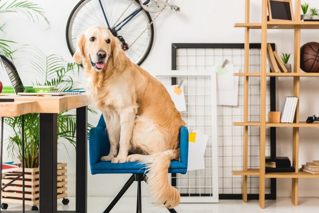 青い椅子に乗る犬