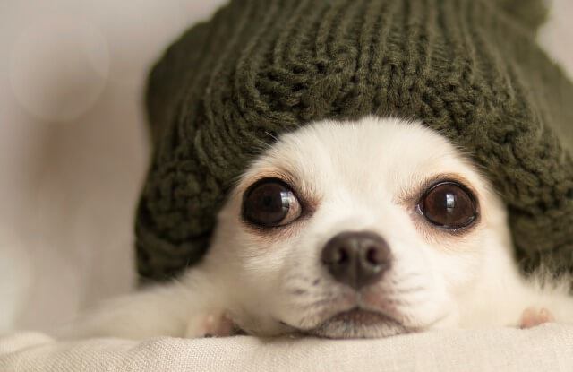 毛糸の帽子をかぶった犬