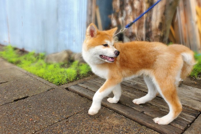 少しへっぴり腰の秋田犬