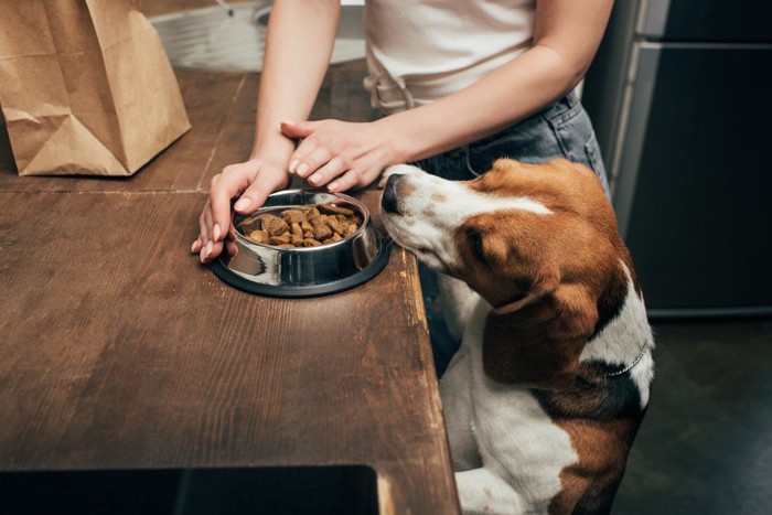 用意するご飯を狙う犬