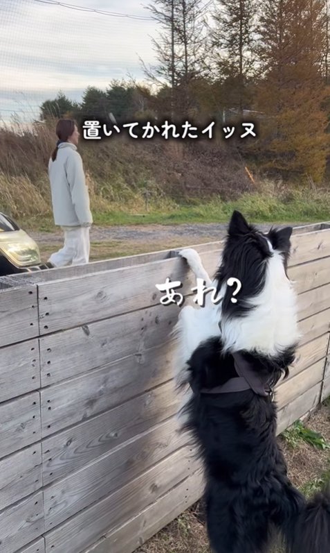 出ていく飼い主を見る中型犬
