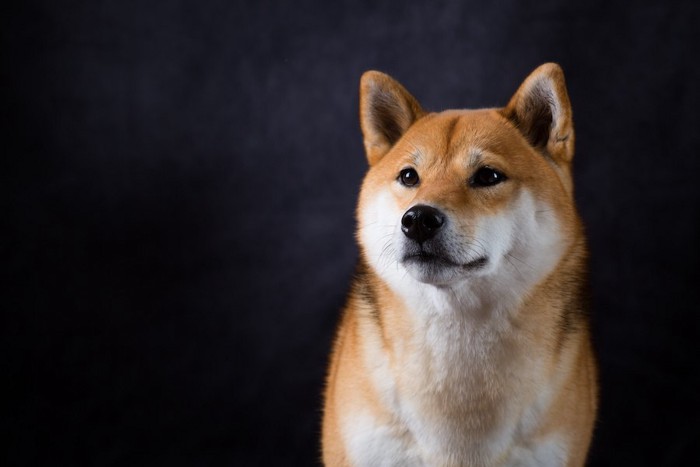 遠くを見つめる柴犬