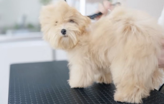ドライヤーの風を受けながらカメラをふり返る犬