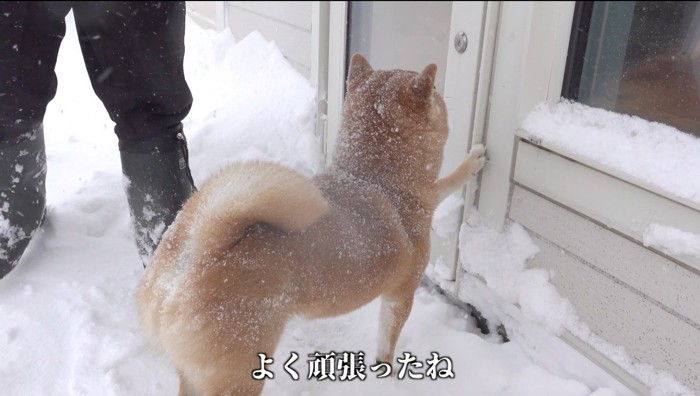 玄関のドアに前足をかける犬