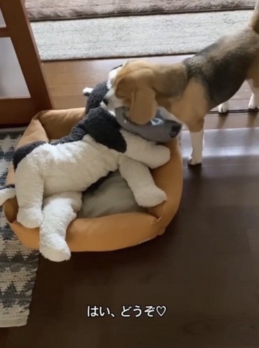 ぬいぐるみに服をかける犬