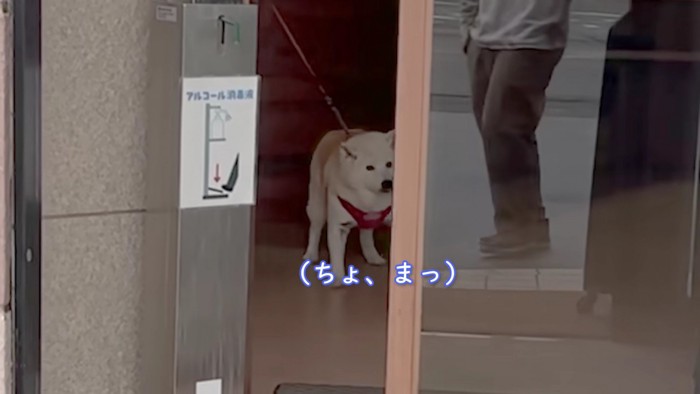 「ちょ、待って…」