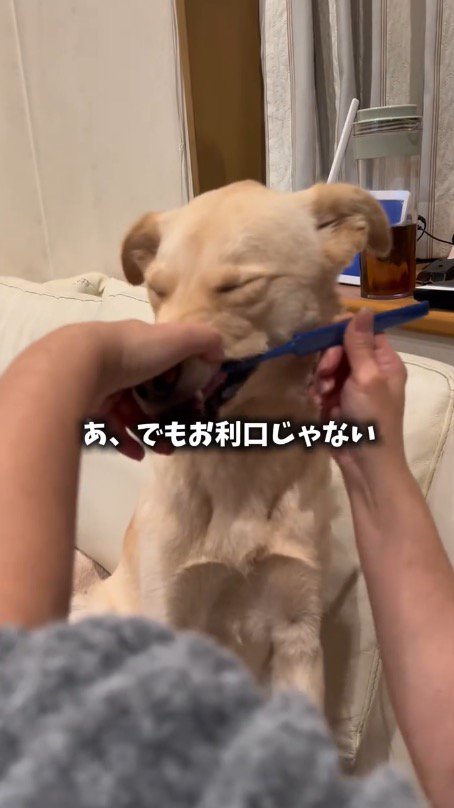 歯ブラシで歯を磨かれる犬