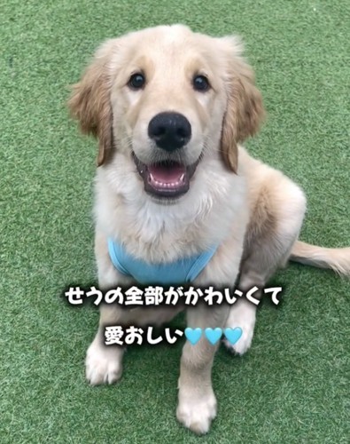 愛情をたっぷり注がれるせうちゃん