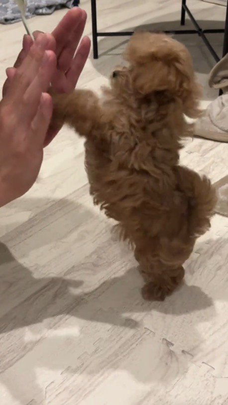 後ろ足で立ち上がった子犬