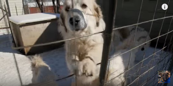 金網に前足をかけて立ち上がる犬