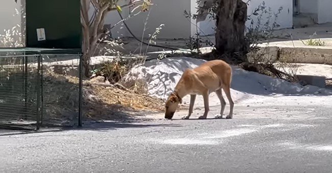 ドッグフードを食べる犬