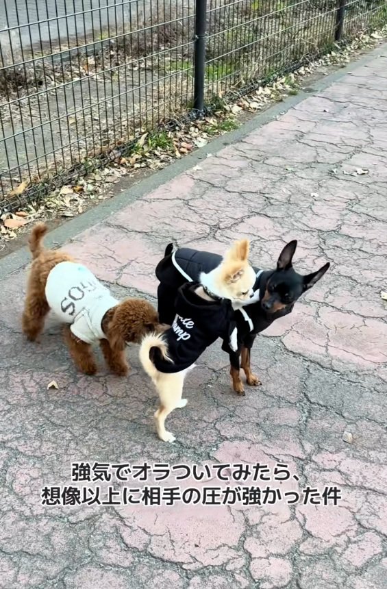 こはくくんを睨むわんこ