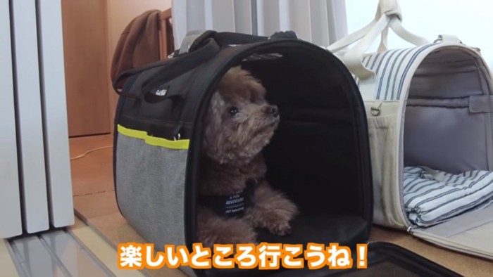 クレートに入る虎太郎くん