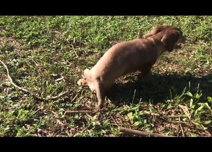 懸命にリハビリをするワンコ