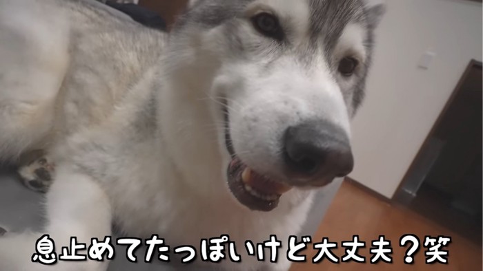 舌を出す犬