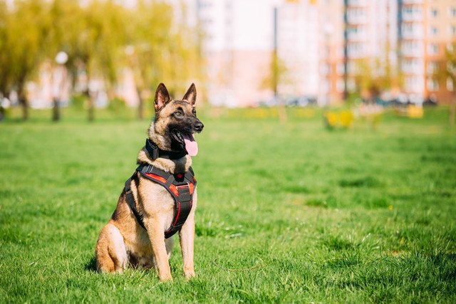 芝生に座り、指示を待つ犬