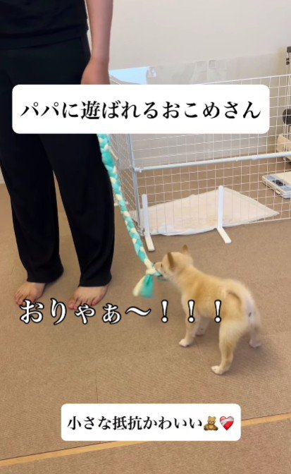 可愛い小さな抵抗