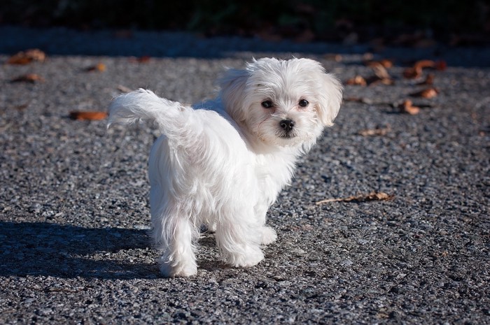 振り向く犬