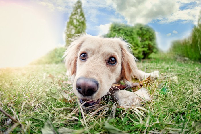 犬の顔のアップ